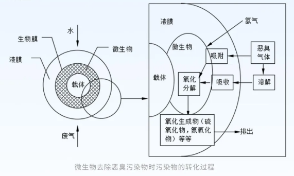 微生物去除惡臭污染物時(shí)污染物的轉(zhuǎn)化過程.png